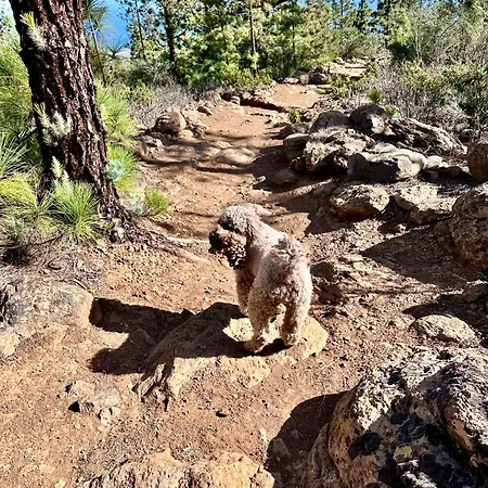Private & Terrace, Pool Lägenhet Granadilla De Abona